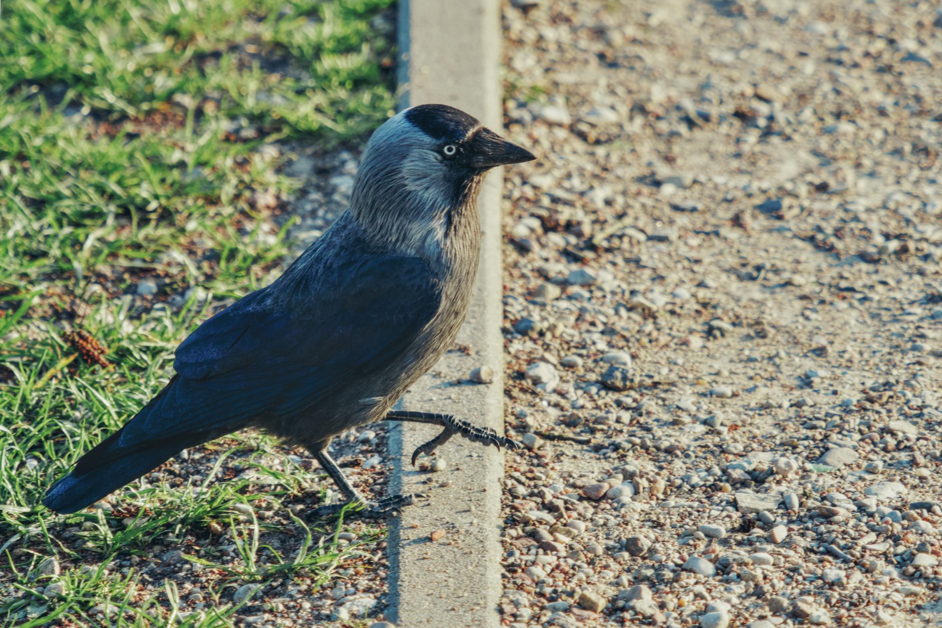 Widok na późnobarokowy kościół w Sokołowie Podlaskim z charakterystyczną fasadą.